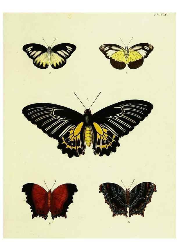 Reproducción/Reproduction 22621105611: De uitlandsche kapellen voorkomende in de drie waereld-deelen, Asia, Africa en America,. Amsteldam,Chez S. J. Baalde;1779-1782.