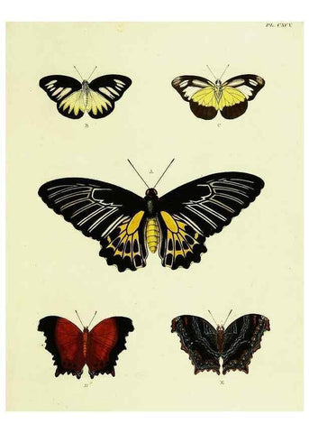 Reproducción/Reproduction 22621105611: De uitlandsche kapellen voorkomende in de drie waereld-deelen, Asia, Africa en America,. Amsteldam,Chez S. J. Baalde;1779-1782.