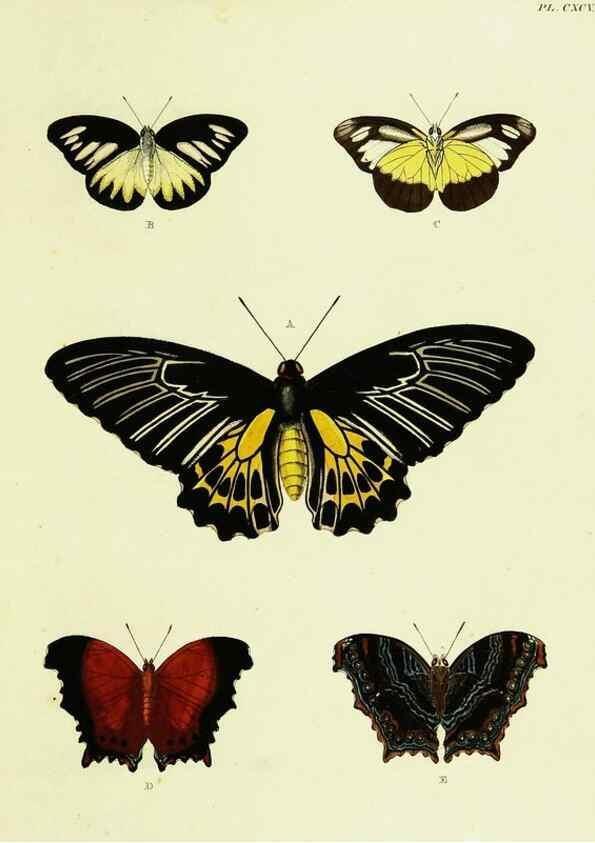 Reproducción/Reproduction 22621105611: De uitlandsche kapellen voorkomende in de drie waereld-deelen, Asia, Africa en America,. Amsteldam,Chez S. J. Baalde;1779-1782.