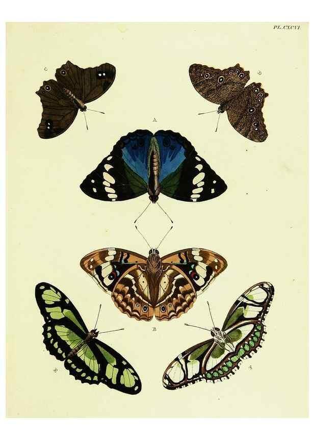 Reproducción/Reproduction 22609889425: De uitlandsche kapellen voorkomende in de drie waereld-deelen, Asia, Africa en America,. Amsteldam,Chez S. J. Baalde;1779-1782.
