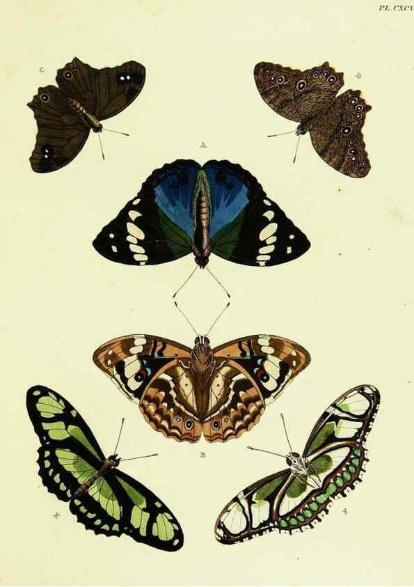 Reproducción/Reproduction 22609889425: De uitlandsche kapellen voorkomende in de drie waereld-deelen, Asia, Africa en America,. Amsteldam,Chez S. J. Baalde;1779-1782.