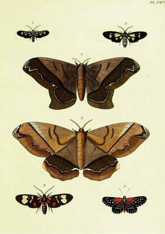 Reproducción/Reproduction 22421967320: De uitlandsche kapellen voorkomende in de drie waereld-deelen, Asia, Africa en America,. Amsteldam,Chez S. J. Baalde;1779-1782.