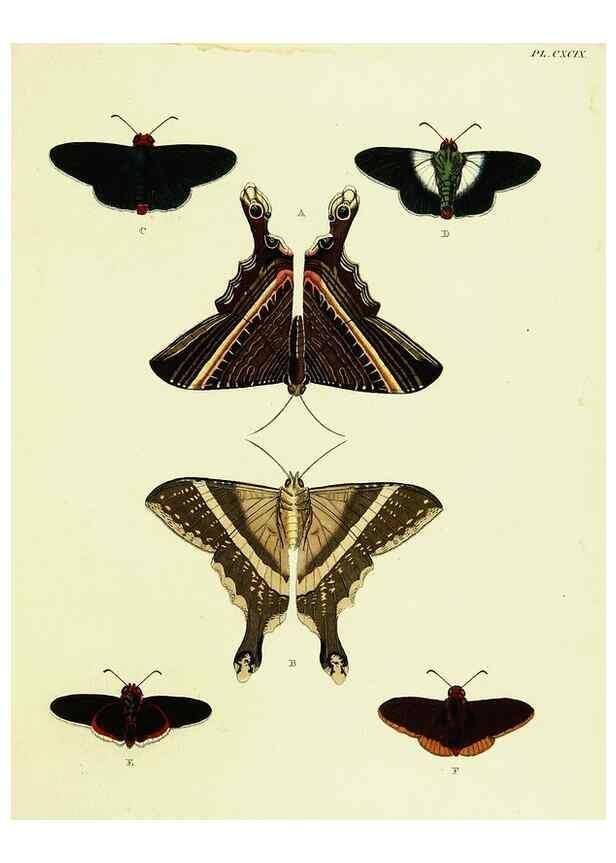 Reproducción/Reproduction 22621123731: De uitlandsche kapellen voorkomende in de drie waereld-deelen, Asia, Africa en America,. Amsteldam,Chez S. J. Baalde;1779-1782.