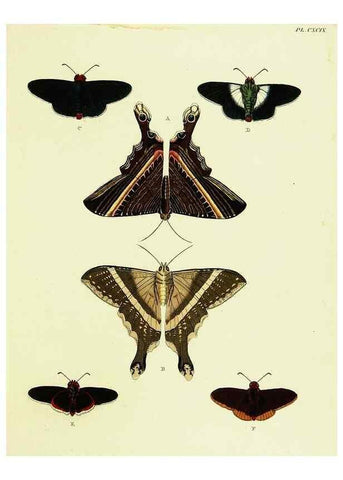 Reproducción/Reproduction 22621123731: De uitlandsche kapellen voorkomende in de drie waereld-deelen, Asia, Africa en America,. Amsteldam,Chez S. J. Baalde;1779-1782.