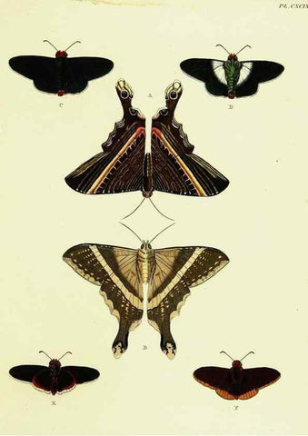 Reproducción/Reproduction 22621123731: De uitlandsche kapellen voorkomende in de drie waereld-deelen, Asia, Africa en America,. Amsteldam,Chez S. J. Baalde;1779-1782.