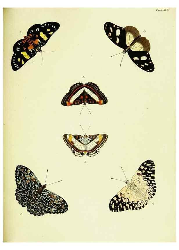 Reproducción/Reproduction 22595764602: De uitlandsche kapellen voorkomende in de drie waereld-deelen, Asia, Africa en America,. Amsteldam,Chez S. J. Baalde;1779-1782.