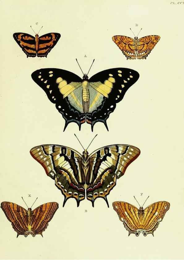 Reproducción/Reproduction 22583999396: De uitlandsche kapellen voorkomende in de drie waereld-deelen, Asia, Africa en America,. Amsteldam,Chez S. J. Baalde;1779-1782.