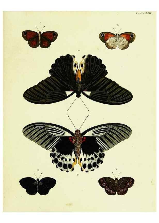 Reproducción/Reproduction 22596486312: De uitlandsche kapellen voorkomende in de drie waereld-deelen, Asia, Africa en America,. Amsteldam,Chez S. J. Baalde;1779-1782.