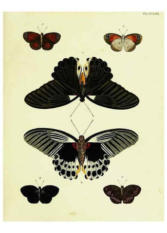 Reproducción/Reproduction 22596486312: De uitlandsche kapellen voorkomende in de drie waereld-deelen, Asia, Africa en America,. Amsteldam,Chez S. J. Baalde;1779-1782.