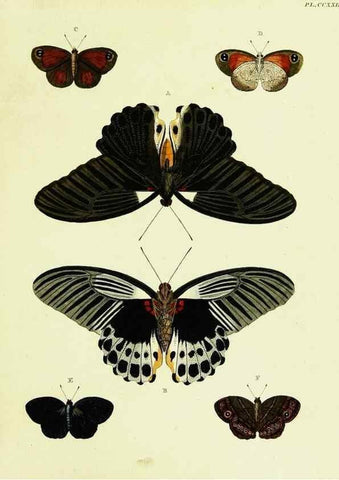 Reproducción/Reproduction 22596486312: De uitlandsche kapellen voorkomende in de drie waereld-deelen, Asia, Africa en America,. Amsteldam,Chez S. J. Baalde;1779-1782.