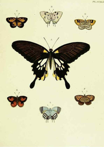 Reproducción/Reproduction 21987333534: De uitlandsche kapellen voorkomende in de drie waereld-deelen, Asia, Africa en America,. Amsteldam,Chez S. J. Baalde;1779-1782.