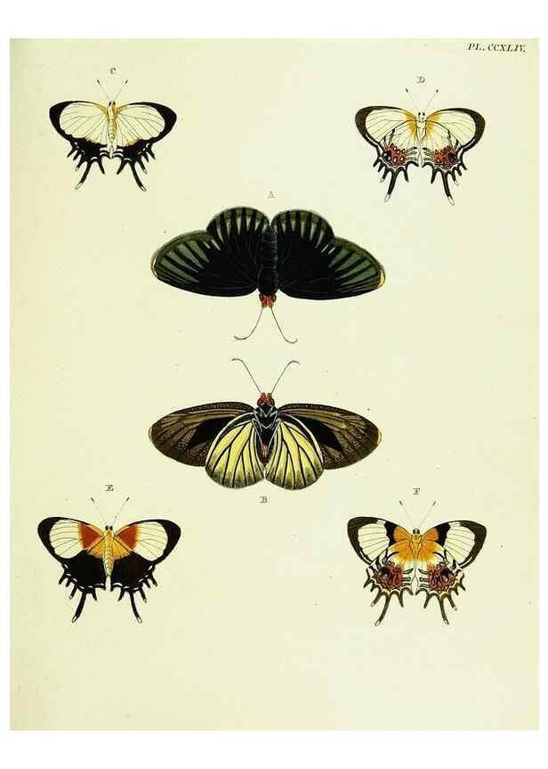 Reproducción/Reproduction 22621335551: De uitlandsche kapellen voorkomende in de drie waereld-deelen, Asia, Africa en America,. Amsteldam,Chez S. J. Baalde;1779-1782.