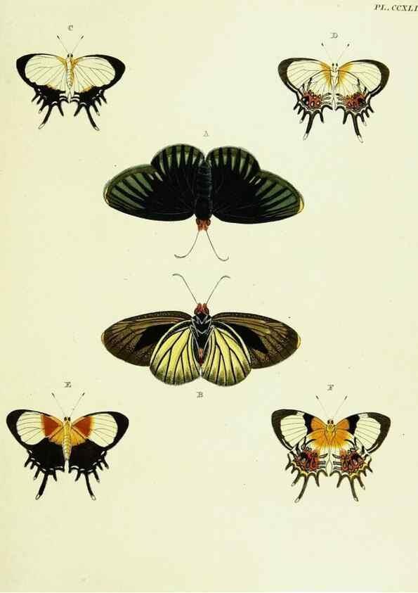 Reproducción/Reproduction 22621335551: De uitlandsche kapellen voorkomende in de drie waereld-deelen, Asia, Africa en America,. Amsteldam,Chez S. J. Baalde;1779-1782.