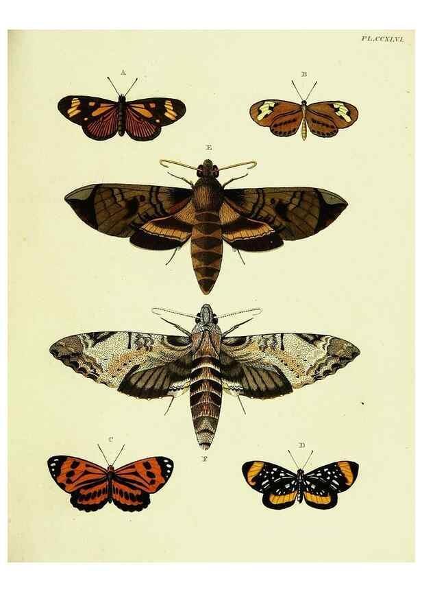 Reproducción/Reproduction 22596594342: De uitlandsche kapellen voorkomende in de drie waereld-deelen, Asia, Africa en America,. Amsteldam,Chez S. J. Baalde;1779-1782.