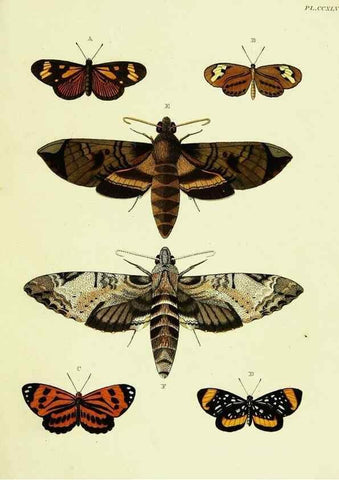 Reproducción/Reproduction 22596594342: De uitlandsche kapellen voorkomende in de drie waereld-deelen, Asia, Africa en America,. Amsteldam,Chez S. J. Baalde;1779-1782.