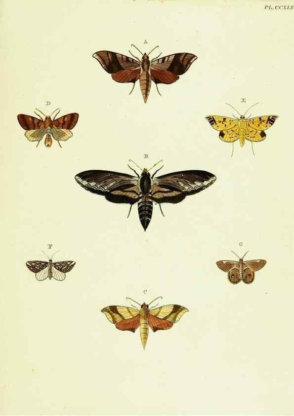 Reproducción/Reproduction 22422198740: De uitlandsche kapellen voorkomende in de drie waereld-deelen, Asia, Africa en America,. Amsteldam,Chez S. J. Baalde;1779-1782.