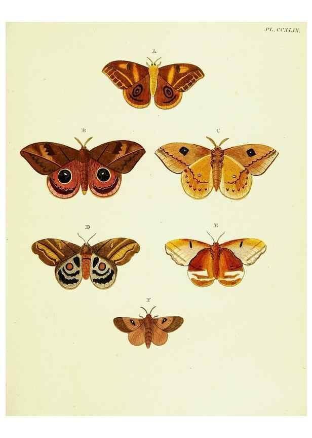 Reproducción/Reproduction 22621353591: De uitlandsche kapellen voorkomende in de drie waereld-deelen, Asia, Africa en America,. Amsteldam,Chez S. J. Baalde;1779-1782.