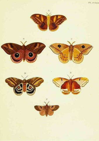 Reproducción/Reproduction 22621353591: De uitlandsche kapellen voorkomende in de drie waereld-deelen, Asia, Africa en America,. Amsteldam,Chez S. J. Baalde;1779-1782.