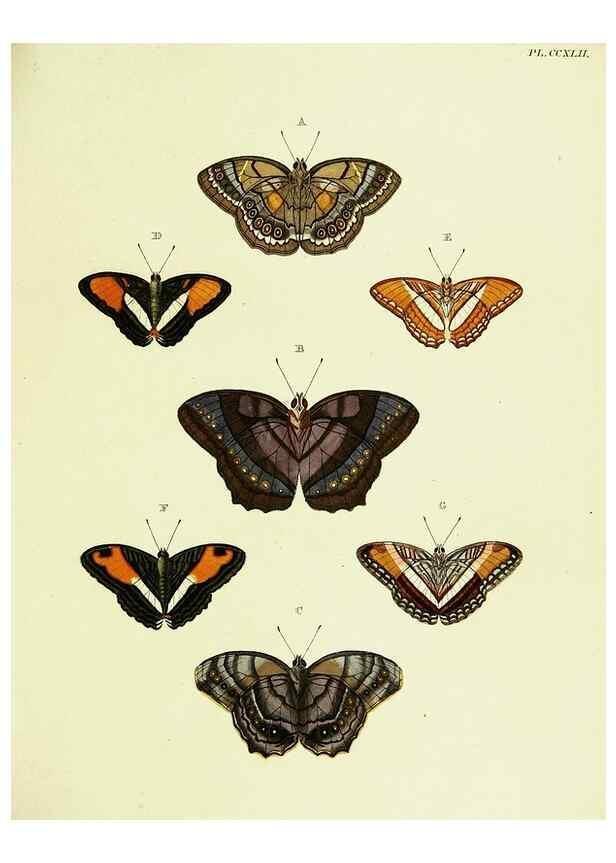 Reproducción/Reproduction 22596576992: De uitlandsche kapellen voorkomende in de drie waereld-deelen, Asia, Africa en America,. Amsteldam,Chez S. J. Baalde;1779-1782.