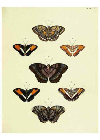 Reproducción/Reproduction 22596576992: De uitlandsche kapellen voorkomende in de drie waereld-deelen, Asia, Africa en America,. Amsteldam,Chez S. J. Baalde;1779-1782.