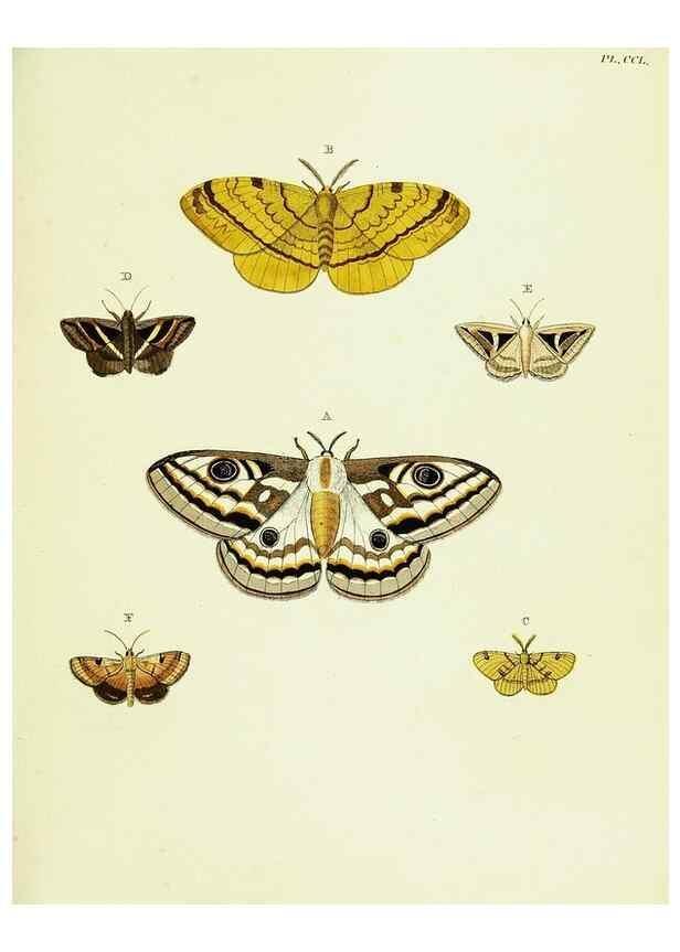 Reproducción/Reproduction 22422209120: De uitlandsche kapellen voorkomende in de drie waereld-deelen, Asia, Africa en America,. Amsteldam,Chez S. J. Baalde;1779-1782.