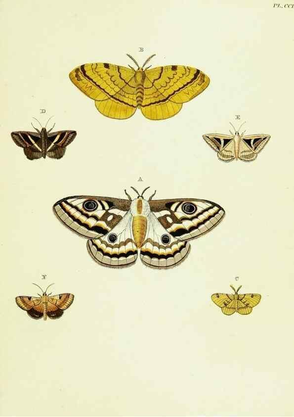 Reproducción/Reproduction 22422209120: De uitlandsche kapellen voorkomende in de drie waereld-deelen, Asia, Africa en America,. Amsteldam,Chez S. J. Baalde;1779-1782.