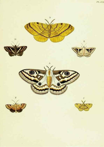 Reproducción/Reproduction 22422209120: De uitlandsche kapellen voorkomende in de drie waereld-deelen, Asia, Africa en America,. Amsteldam,Chez S. J. Baalde;1779-1782.