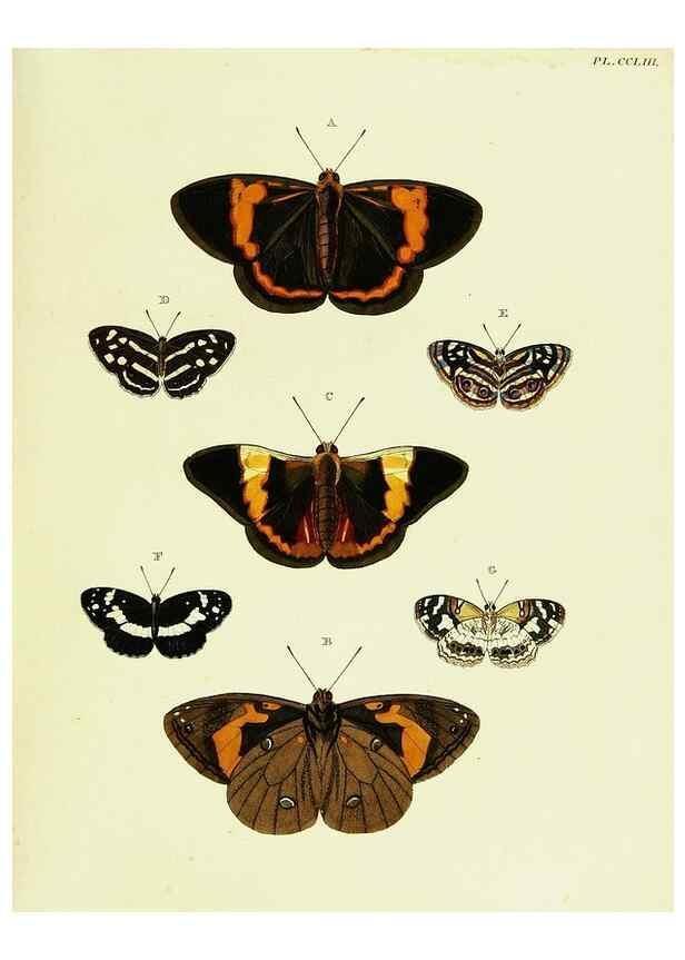 Reproducción/Reproduction 22422222810: De uitlandsche kapellen voorkomende in de drie waereld-deelen, Asia, Africa en America,. Amsteldam,Chez S. J. Baalde;1779-1782.