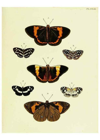 Reproducción/Reproduction 22422222810: De uitlandsche kapellen voorkomende in de drie waereld-deelen, Asia, Africa en America,. Amsteldam,Chez S. J. Baalde;1779-1782.