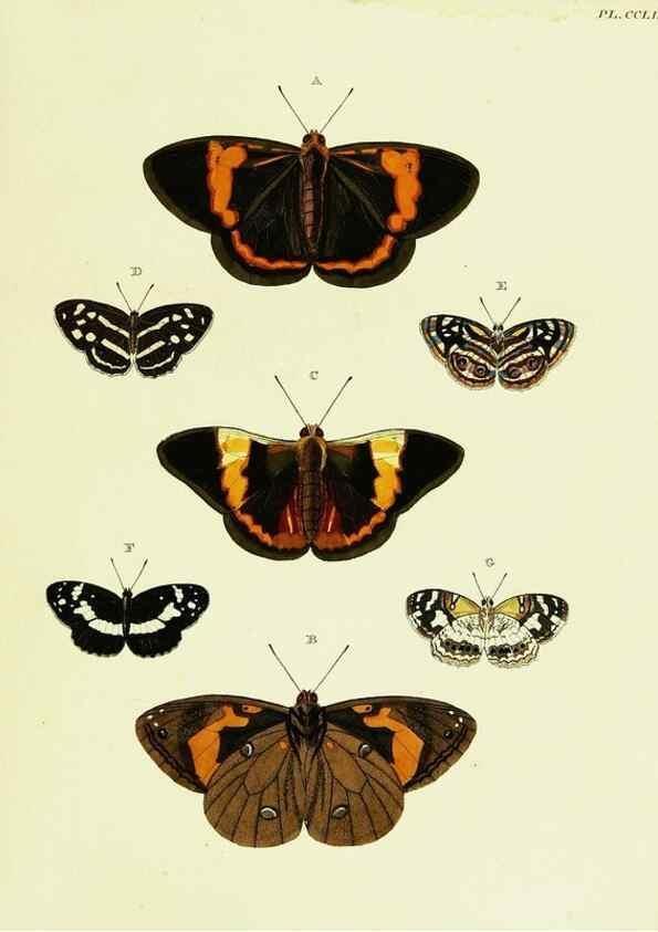 Reproducción/Reproduction 22422222810: De uitlandsche kapellen voorkomende in de drie waereld-deelen, Asia, Africa en America,. Amsteldam,Chez S. J. Baalde;1779-1782.