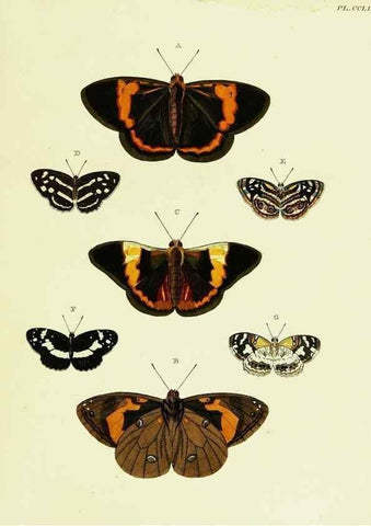 Reproducción/Reproduction 22422222810: De uitlandsche kapellen voorkomende in de drie waereld-deelen, Asia, Africa en America,. Amsteldam,Chez S. J. Baalde;1779-1782.