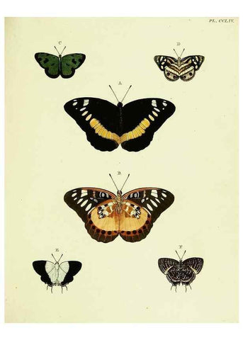 Reproducción/Reproduction 22584146446: De uitlandsche kapellen voorkomende in de drie waereld-deelen, Asia, Africa en America,. Amsteldam,Chez S. J. Baalde;1779-1782.