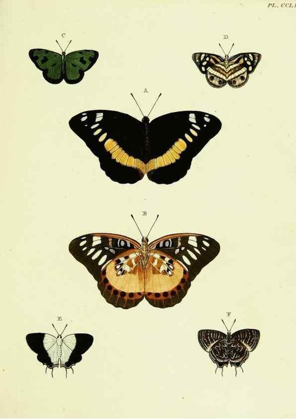 Reproducción/Reproduction 22584146446: De uitlandsche kapellen voorkomende in de drie waereld-deelen, Asia, Africa en America,. Amsteldam,Chez S. J. Baalde;1779-1782.
