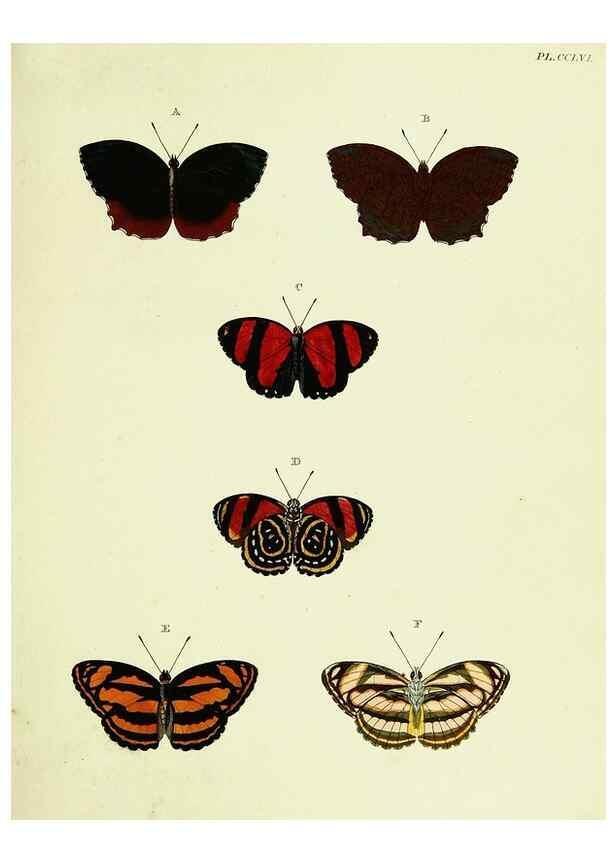Reproducción/Reproduction 22621384201: De uitlandsche kapellen voorkomende in de drie waereld-deelen, Asia, Africa en America,. Amsteldam,Chez S. J. Baalde;1779-1782.