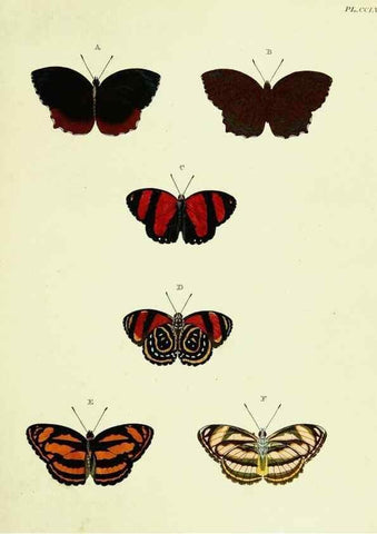 Reproducción/Reproduction 22621384201: De uitlandsche kapellen voorkomende in de drie waereld-deelen, Asia, Africa en America,. Amsteldam,Chez S. J. Baalde;1779-1782.