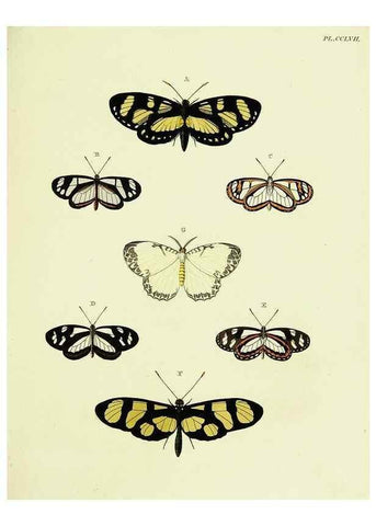 Reproducción/Reproduction 22596638032: De uitlandsche kapellen voorkomende in de drie waereld-deelen, Asia, Africa en America,. Amsteldam,Chez S. J. Baalde;1779-1782.