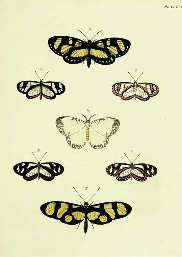 Reproducción/Reproduction 22596638032: De uitlandsche kapellen voorkomende in de drie waereld-deelen, Asia, Africa en America,. Amsteldam,Chez S. J. Baalde;1779-1782.