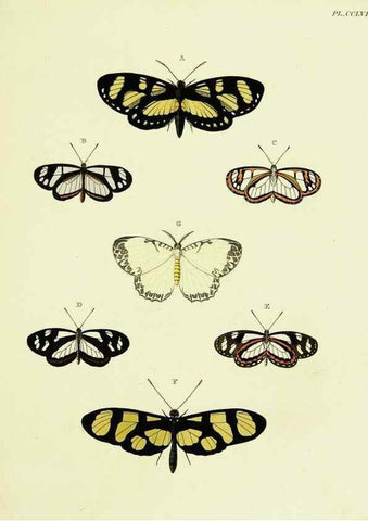 Reproducción/Reproduction 22596638032: De uitlandsche kapellen voorkomende in de drie waereld-deelen, Asia, Africa en America,. Amsteldam,Chez S. J. Baalde;1779-1782.