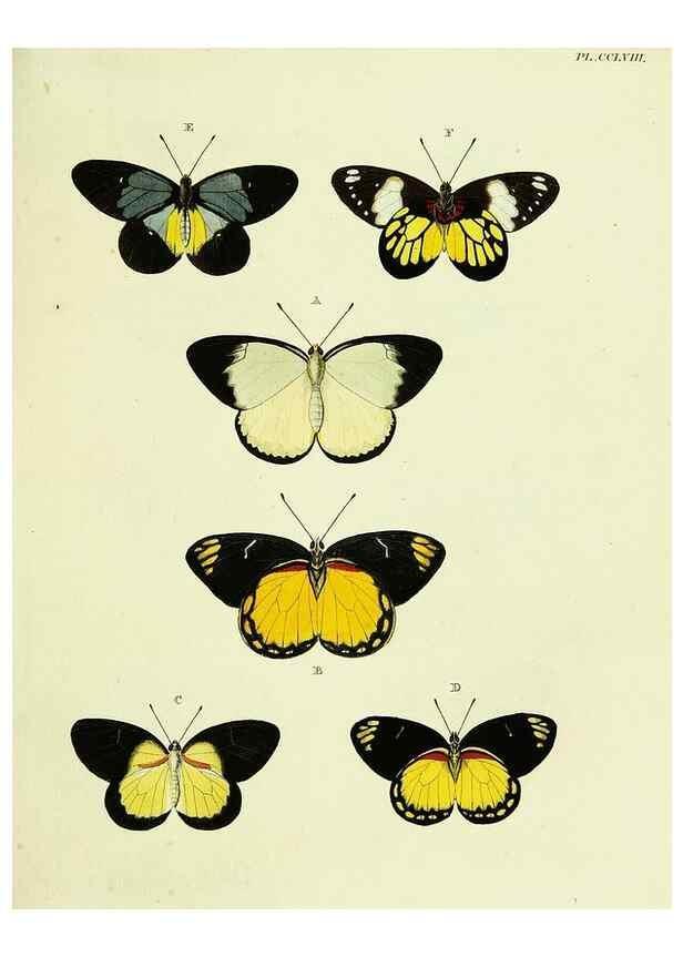 Reproducción/Reproduction 22621391821: De uitlandsche kapellen voorkomende in de drie waereld-deelen, Asia, Africa en America,. Amsteldam,Chez S. J. Baalde;1779-1782.