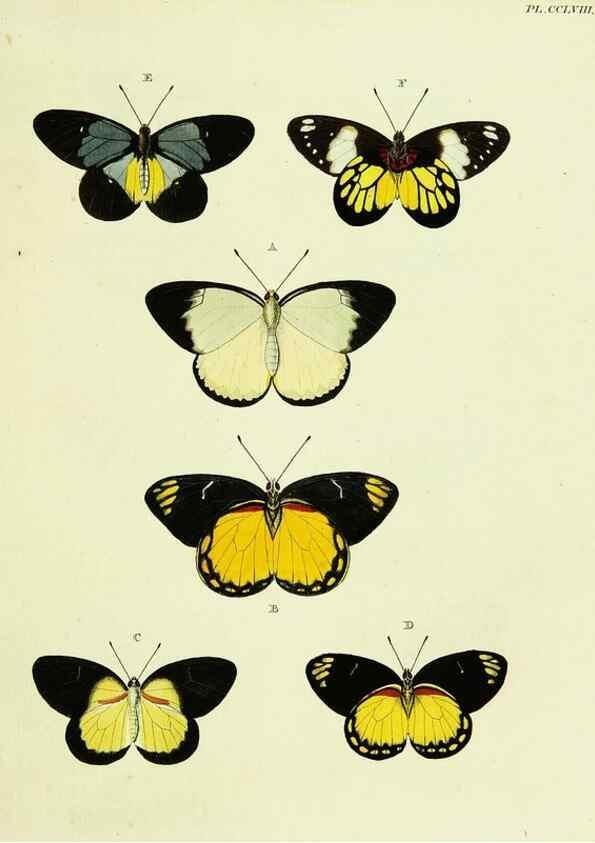 Reproducción/Reproduction 22621391821: De uitlandsche kapellen voorkomende in de drie waereld-deelen, Asia, Africa en America,. Amsteldam,Chez S. J. Baalde;1779-1782.