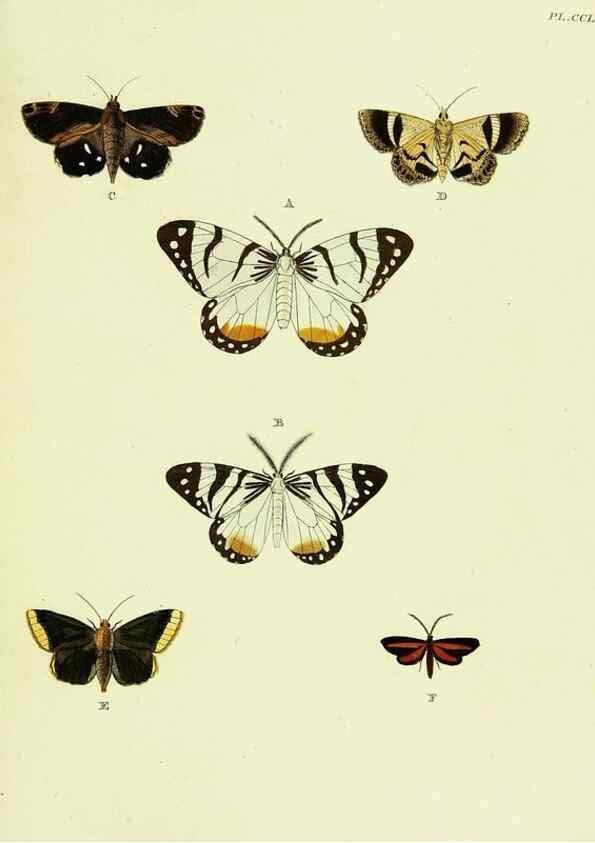 Reproducción/Reproduction 21987366914: De uitlandsche kapellen voorkomende in de drie waereld-deelen, Asia, Africa en America,. Amsteldam,Chez S. J. Baalde;1779-1782.