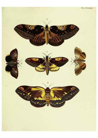 Reproducción/Reproduction 22596561932: De uitlandsche kapellen voorkomende in de drie waereld-deelen, Asia, Africa en America,. Amsteldam,Chez S. J. Baalde;1779-1782.