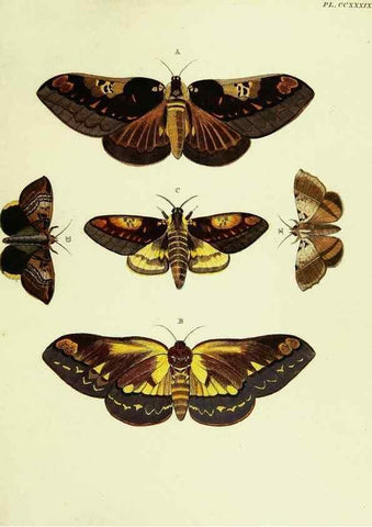 Reproducción/Reproduction 22596561932: De uitlandsche kapellen voorkomende in de drie waereld-deelen, Asia, Africa en America,. Amsteldam,Chez S. J. Baalde;1779-1782.