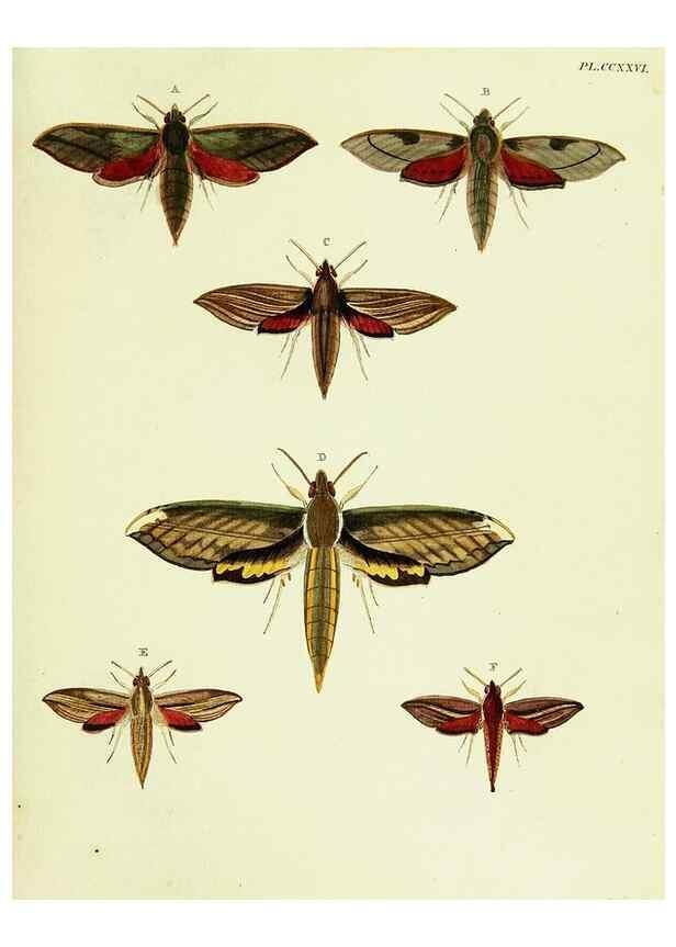 Reproducción/Reproduction 22621251531: De uitlandsche kapellen voorkomende in de drie waereld-deelen, Asia, Africa en America,. Amsteldam,Chez S. J. Baalde;1779-1782.