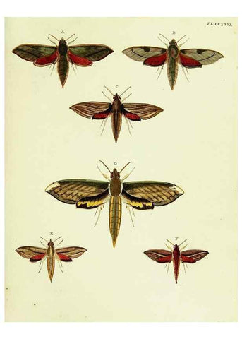 Reproducción/Reproduction 22621251531: De uitlandsche kapellen voorkomende in de drie waereld-deelen, Asia, Africa en America,. Amsteldam,Chez S. J. Baalde;1779-1782.