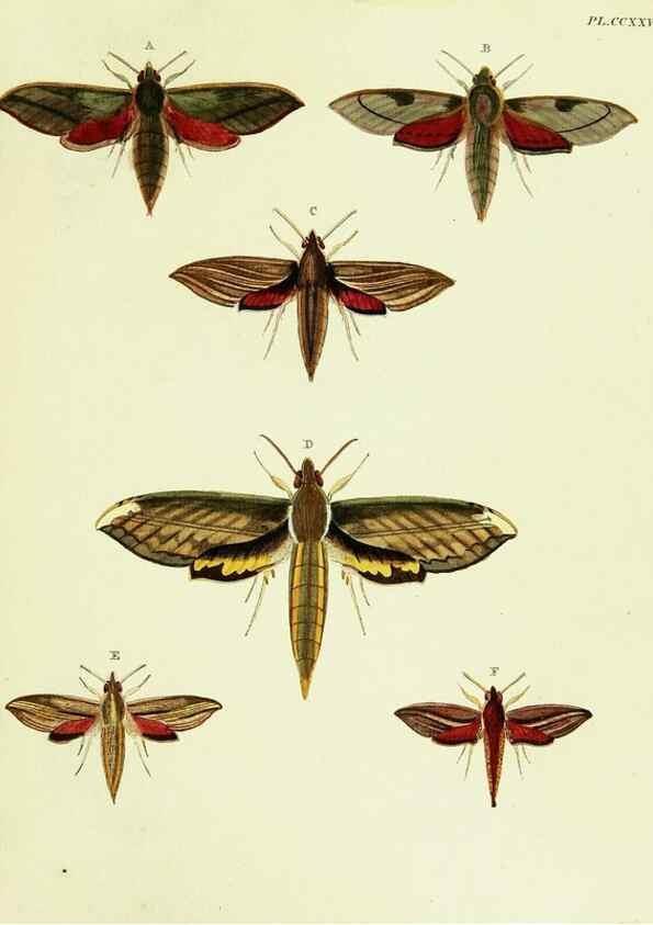 Reproducción/Reproduction 22621251531: De uitlandsche kapellen voorkomende in de drie waereld-deelen, Asia, Africa en America,. Amsteldam,Chez S. J. Baalde;1779-1782.