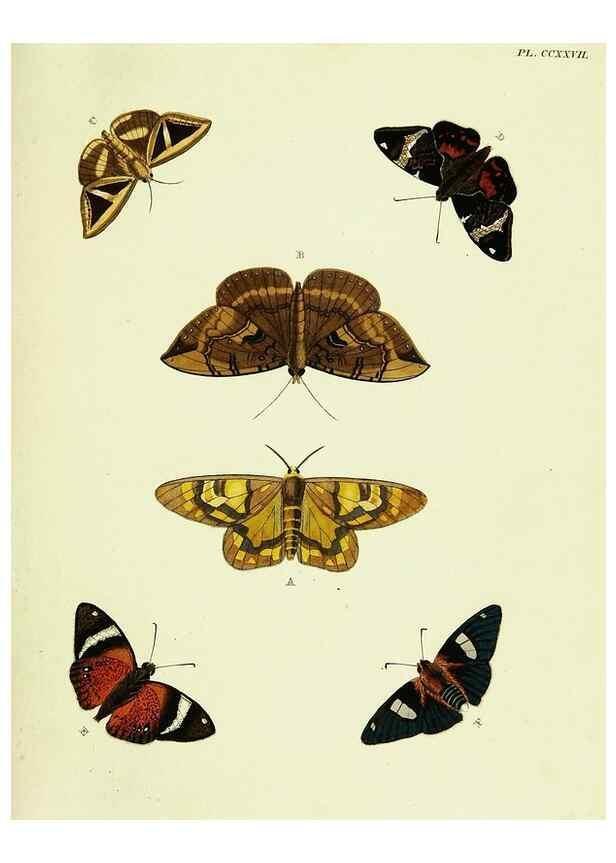 Reproducción/Reproduction 22621254861: De uitlandsche kapellen voorkomende in de drie waereld-deelen, Asia, Africa en America,. Amsteldam,Chez S. J. Baalde;1779-1782.