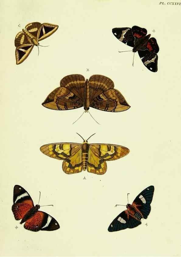 Reproducción/Reproduction 22621254861: De uitlandsche kapellen voorkomende in de drie waereld-deelen, Asia, Africa en America,. Amsteldam,Chez S. J. Baalde;1779-1782.