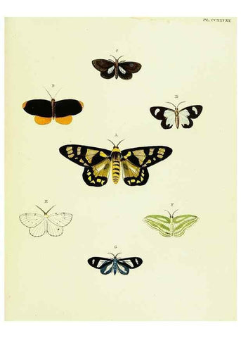 Reproducción/Reproduction 22610036075: De uitlandsche kapellen voorkomende in de drie waereld-deelen, Asia, Africa en America,. Amsteldam,Chez S. J. Baalde;1779-1782.