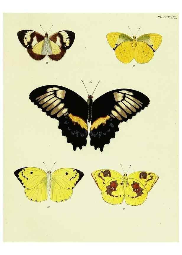 Reproducción/Reproduction 22621263831: De uitlandsche kapellen voorkomende in de drie waereld-deelen, Asia, Africa en America,. Amsteldam,Chez S. J. Baalde;1779-1782.